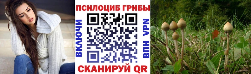 Псилоцибиновые грибы Cubensis  Купить где  Ковылкино 
